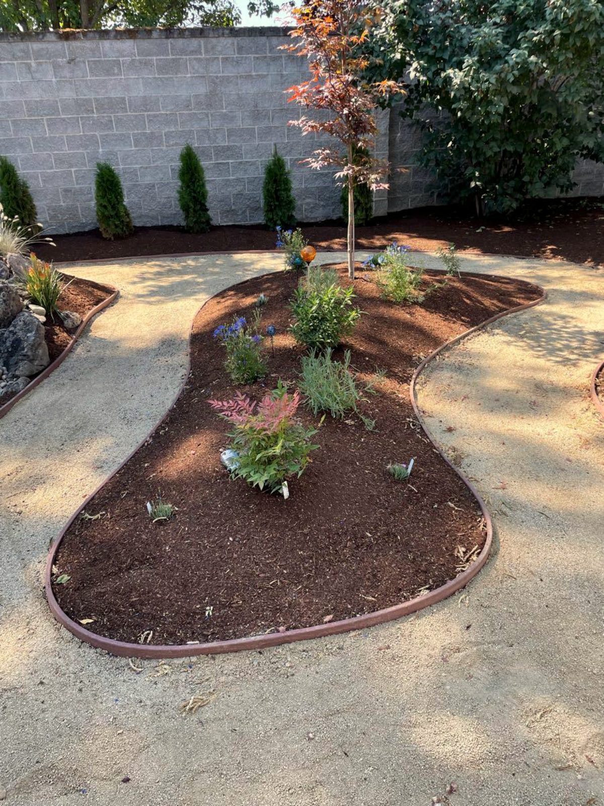Japanese maple anchoring a renovated residential garden, Rogue Valley Oregon